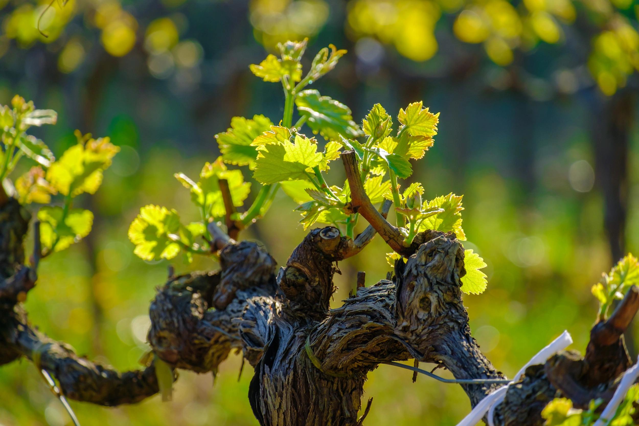 Vignoble corse près de l'hôtel 3 étoiles san Lucianu à Moriani plage